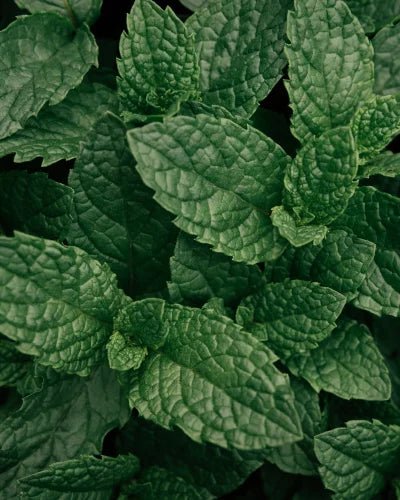 NURME Mint Rosemary Shampoo for Men 250ml - bioskina