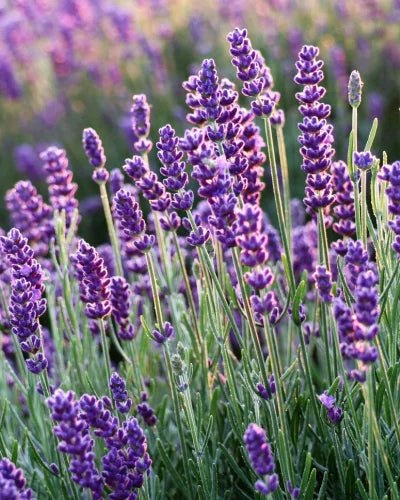 NURME Lavender Conditioner 250ml - bioskina