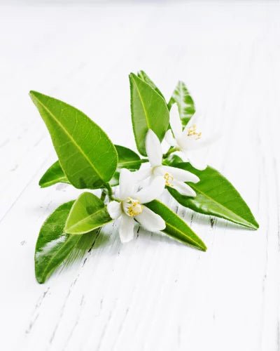 NURME Spicy Orange Energising Body Wash 250ml - bioskina